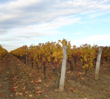 5 000 ha de vignes bio en Centre Val de Loire