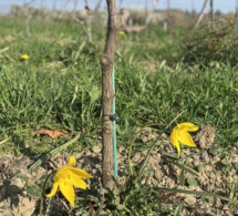 La tulipe sauvage reprend vie dans les vignes