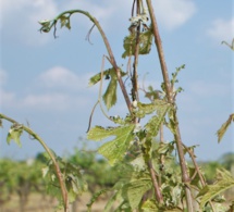 La grêle n'a pas épargné le Val de Loire