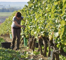 En Anjou, une campagne de territoire pour recruter des vendangeurs