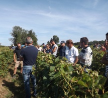 Visites de vignes réunions pré-vendanges : le programme