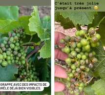 Orage et grêle causent des dégâts dans les vignobles de Nantes, Touraine, Cheverny et Valençay