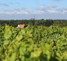 Muscadet : trois dénominations en consultation publique