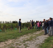 Visites de vignes pré-vendanges : le programme