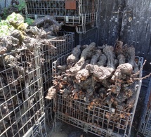 Un projet pour valoriser les ceps arrachés