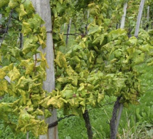 Un cas de flavescence dorée détecté à Vouvray