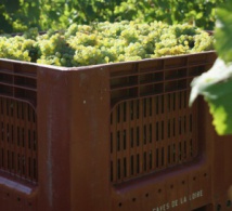 Rosés et bulles en force aux Caves de la Loire