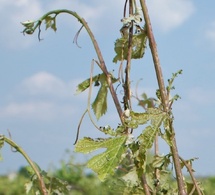 Le réseau para-grêle en Touraine a besoin de volontaires