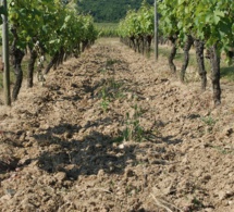 Des MAE pour les vignerons du Layon, de l’Aubance et du Louet