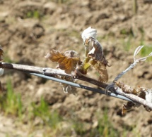 60 % du vignoble nantais touché par le gel