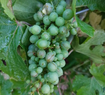 Le vignoble de Montlouis touché par la grêle