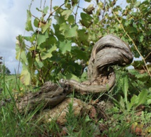 A la recherche des vieux chenins