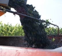 Les Douanes valident discrètement l’achat de vendanges