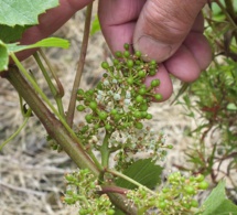 Vignerons nantais : éviter l'isolement